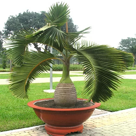 картинка Бутылочная пальма (Hyophorbe Lagenicaulis) семена 2 шт от магазина ThFlora