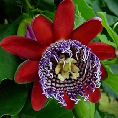картинка Пассифлора Passiflora Alata Бразильская Маракуйя семена 3 шт от магазина ThFlora