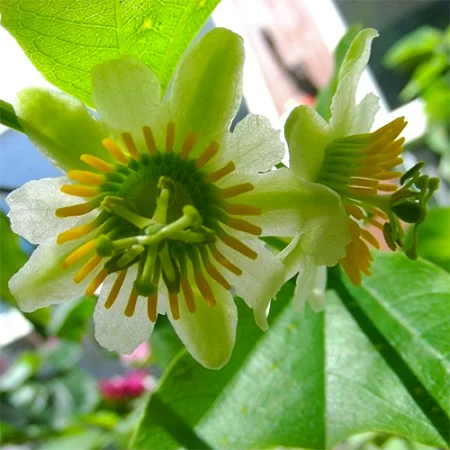 картинка Страстоцвет двуцветковый (Passiflora biflora) семена от магазина ThFlora