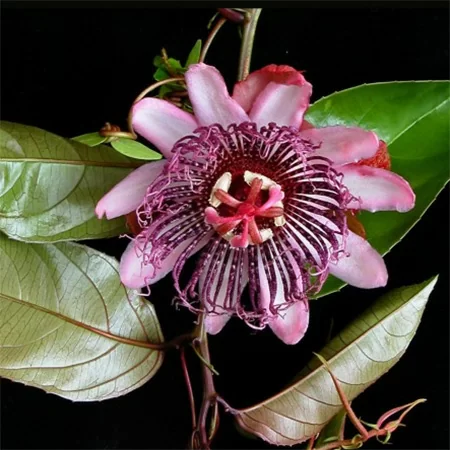 картинка Пассифлора сомнительная (Passiflora ambigua) семена от магазина ThFlora