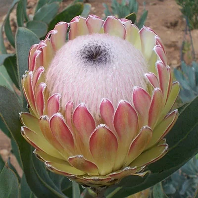 картинка Протея Protea Susaras семена от магазина ThFlora