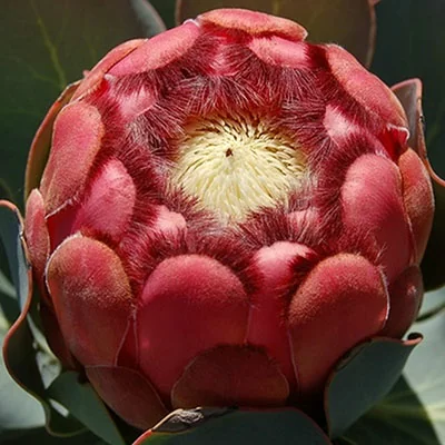 protea grandiceps