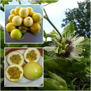 картинка Пассифлора Passiflora Edulis v. Flavicarpa Маракуйя Съедобная жёлтая семена 3 шт от магазина ThFlora