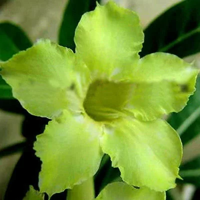 картинка Адениум тучный Lemon Green семена 2 шт от магазина ThFlora