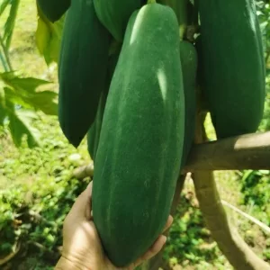 papaya-lac-1