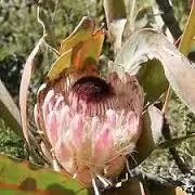 картинка Protea Lorifolia от магазина ThFlora