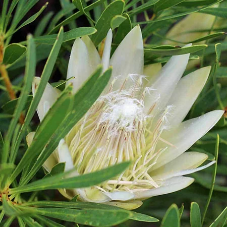 картинка Протея Protea Repens White семена 2 шт от магазина ThFlora