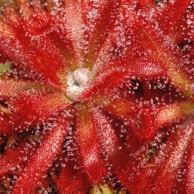картинка Росянка Drosera Pauciflora-Sundew от магазина ThFlora