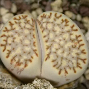 картинка Литопс (C259 Lithops julii ssp. fulleri v. fulleri) живые камни семена от магазина ThFlora