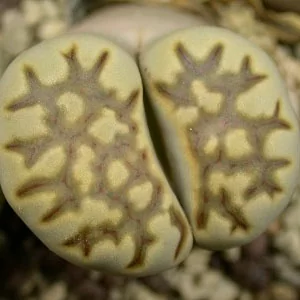 картинка Литопс (C179 Lithops julii ssp. fulleri v. brunnea) живые камни семена от магазина ThFlora