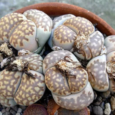 картинка Литопс (Lithops Julii Fulleri Brunnea C179) Живые камни семена 4 шт от магазина ThFlora