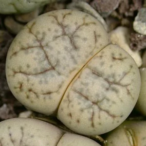 картинка Литопс (C188 Lithops werneri) живые камни семена от магазина ThFlora