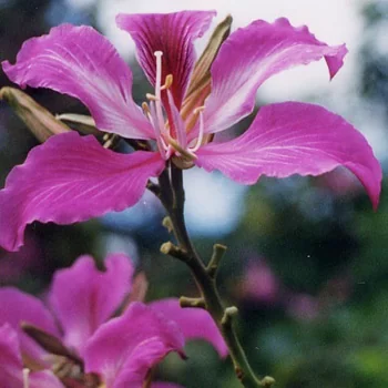 картинка Баухиния Пурпурная (Bauhinia Purpurea) от магазина ThFlora