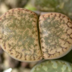 картинка Литопс (C042 Lithops bromfieldii v. insularis) живые камни семена от магазина ThFlora