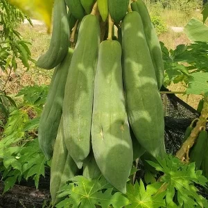 papaya-kaew-klang-dong-1