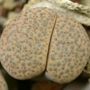 картинка Литопс (C219 Lithops fulviceps v. fulviceps syn. lydiae) живые камни семена от магазина ThFlora