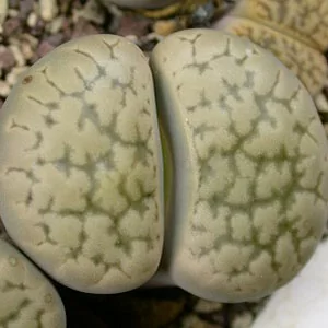 картинка Литопс (C091 Lithops hookeri v. susannae) живые камни семена от магазина ThFlora