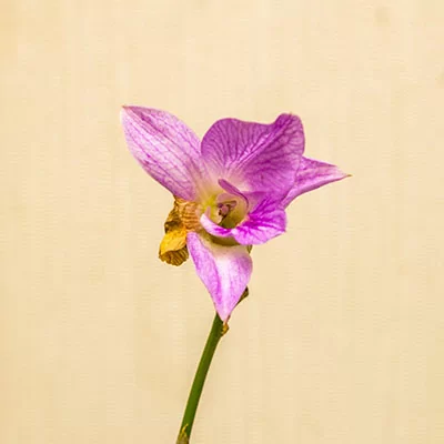 картинка Дендробиум-Фаленопсис (Dendrobium Phalaenopsis) 4944 от магазина ThFlora