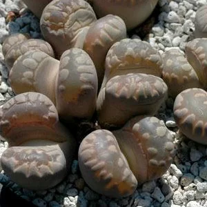 картинка Литопс (C128 Lithops otzeniana) живые камни семена от магазина ThFlora