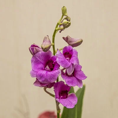 картинка Дендробиум-Фаленопсис (Dendrobium Phalaenopsis) 4942 от магазина ThFlora