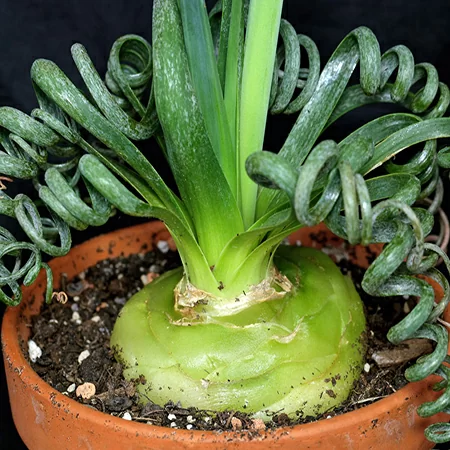 картинка Альбука спиральная кудрявая (Albuca Spiralis) луковица от магазина ThFlora