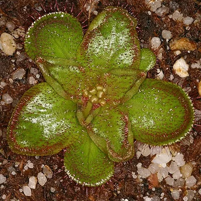 картинка Росянка крупнолистная Drosera Macrophylla ssp. Macrophylla от магазина ThFlora