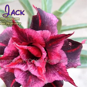 картинка Адениум тучный "Блэк Джек" семена 2 штуки от магазина ThFlora