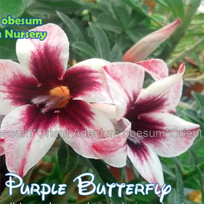картинка Адениум тучный "Пурпурная Бабочка" семена 2 шт от магазина ThFlora