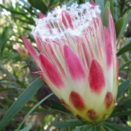 картинка Протея Protea Repens Red-White семена 2 шт от магазина ThFlora