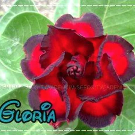 картинка Адениум тучный "Глория" семена 3 шт от магазина ThFlora