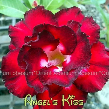 картинка Адениум тучный "Поцелуй ангела" семена 3 шт от магазина ThFlora