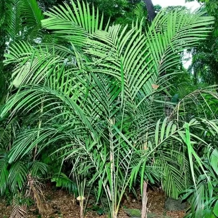 картинка Пинанга пальма Pinanga​ Perakensis семена 2 шт от магазина ThFlora