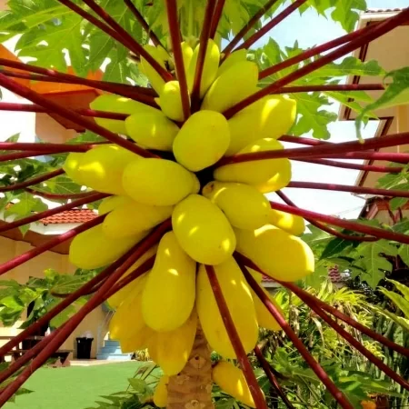 картинка Папайя Krabi yellow семена 3 шт от магазина ThFlora