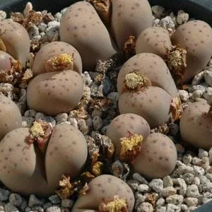 картинка Литопс (C180 Lithops dinteri ssp. frederici) живые камни семена от магазина ThFlora
