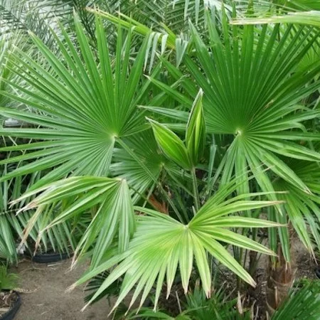 картинка Трахикарпус широкодольный (Trachycarpus latisectus) семена 2 шт от магазина ThFlora