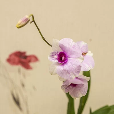картинка Дендробиум-Фаленопсис (Dendrobium Phalaenopsis) 4948 от магазина ThFlora