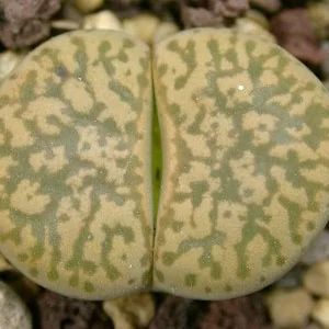 картинка Литопс (C207 Lithops gesinae v. gesinae) живые камни семена от магазина ThFlora