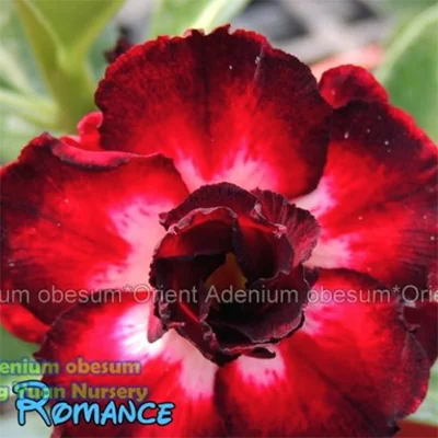 картинка Адениум тучный "Черный романс" семена 3 штуки от магазина ThFlora