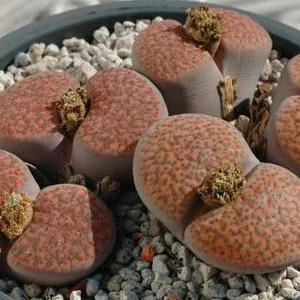 картинка Литопс (C170 Lithops fulviceps v. fulviceps) живые камни семена от магазина ThFlora