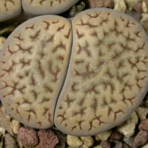 картинка Литопс (C013 Lithops hookeri v. dabneri) живые камни семена от магазина ThFlora