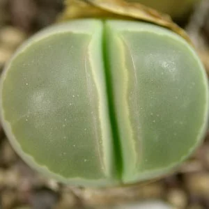 картинка Литопс (C055 Lithops olivacea v. olivacea) живые камни семена от магазина ThFlora