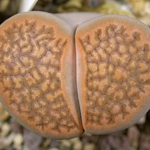 картинка Литопс (C136 Lithops hallii v. hallii brown Form) живые камни семена от магазина ThFlora