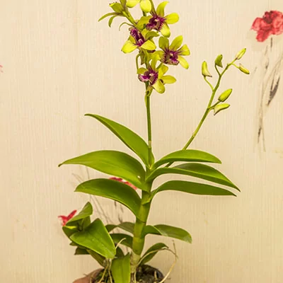 картинка Дендробиум-Фаленопсис (Dendrobium Phalaenopsis) 4946 от магазина ThFlora