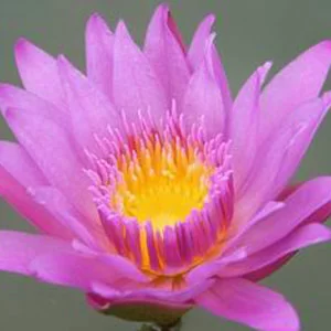 картинка Нимфея Nymphaea Pink Day Water Lily от магазина ThFlora