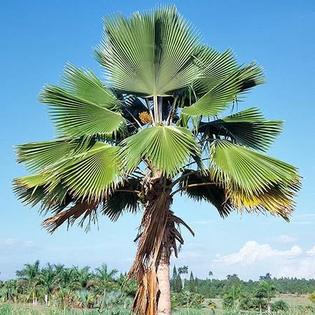 Pritchardia пальма