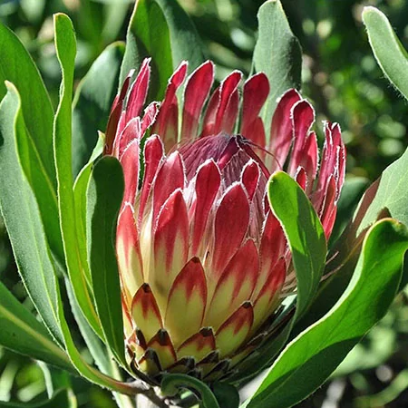 картинка Протея Protea Obtusifolia семена 1 шт от магазина ThFlora