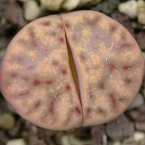 картинка Литопс (C326 Lithops dinteri ssp. multipunctata) живые камни семена от магазина ThFlora