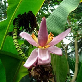картинка Банан лавандовый (Musa ornata) семена 2 шт от магазина ThFlora
