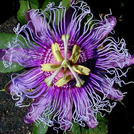 картинка Пассифлора Телесная Passiflora Incarnata 2 шт от магазина ThFlora