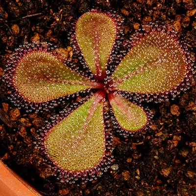 картинка Росянка Drosera Macrophylla ssp. aff. Monantha от магазина ThFlora